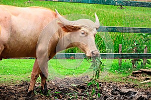 Albino buffalo in the farm