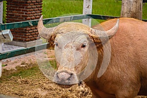 Albino buffalo in the farm