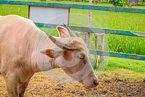 Albino buffalo in the farm