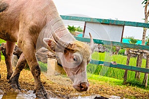 Albino buffalo in the farm