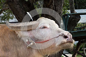 albino buffalo in farm in Thailand