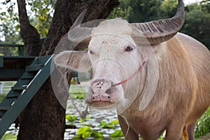 albino buffalo in farm in Thailand