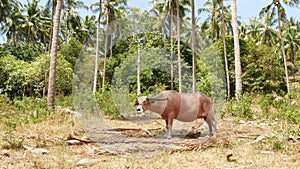 Albino buffalo among green vegetation. Large well maintained bull grazing in greenery, typical landscape of coconut palm