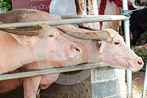 Albino buffalo (Pink buffalo)