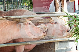 Albino buffalo (Pink buffalo)