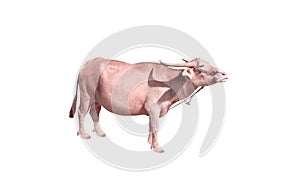 Albino buffalo or pink buffalo standing isolated on white background