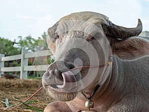 Albino buffalo or pink buffalo or white buffalo in farm. Close up head, face, horn and tongue buffalo