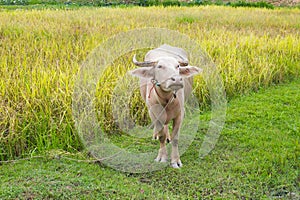 Albino buffalo in the rice field