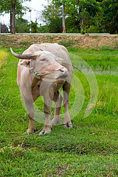 Albino buffalo in the rice field