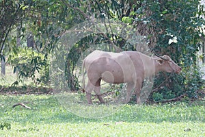 The albino buffalo is a rural animal with a unique genetic skin. with pinkish white skin, standing outdoors