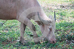 The albino buffalo is a rural animal with a unique genetic skin. with pinkish white skin, standing outdoors