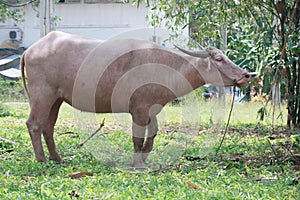 The albino buffalo is a rural animal with a unique genetic skin. with pinkish white skin, standing outdoors