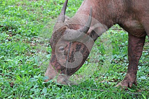 The albino buffalo is a rural animal with a unique genetic skin. with pinkish white skin, standing outdoors