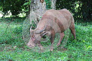 The albino buffalo is a rural animal with a unique genetic skin. with pinkish white skin, standing outdoors