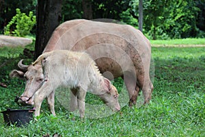 The albino buffalo is a rural animal with a unique genetic skin. with pinkish white skin, standing outdoors