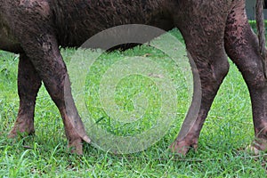 The albino buffalo is a rural animal with a unique genetic skin. with pinkish white skin, standing outdoors