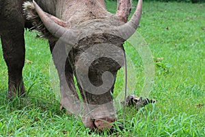 The albino buffalo is a rural animal with a unique genetic skin. with pinkish white skin, standing outdoors