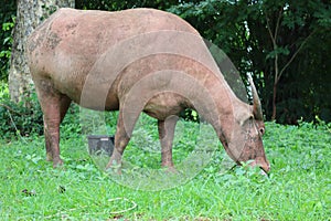 The albino buffalo is a rural animal with a unique genetic skin. with pinkish white skin, standing outdoors