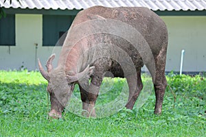 The albino buffalo is a rural animal with a unique genetic skin. with pinkish white skin, standing outdoors