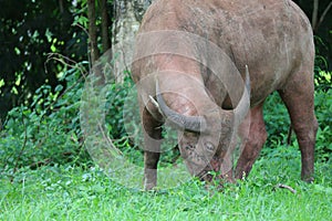 The albino buffalo is a rural animal with a unique genetic skin. with pinkish white skin, standing outdoors