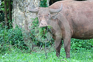 The albino buffalo is a rural animal with a unique genetic skin. with pinkish white skin, standing outdoors