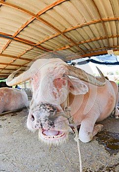 Albino buffalo sleep in the farm