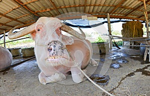 Albino buffalo sleep in the farm