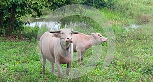 Albino buffalo standing in the meadow.