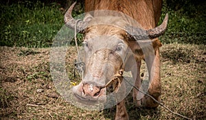 Albino buffalo beside the swamp