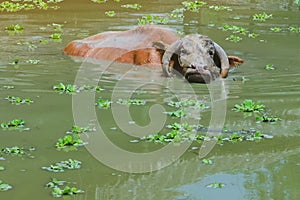 Albino Buffalo swimming in the swamp at Thai Buffalo Conservation Village
