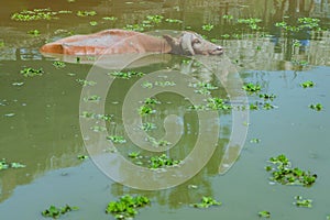 Albino Buffalo swimming in the swamp at Thai Buffalo Conservation Village