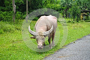 Albino buffalo in Thailand