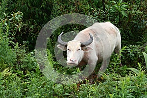 Albino buffalo, Vietnam