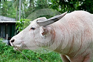 Albino buffalo (white buffalo)