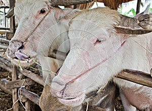 Albino buffalo (white buffalo)