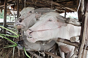 Albino buffalo (white buffalo)