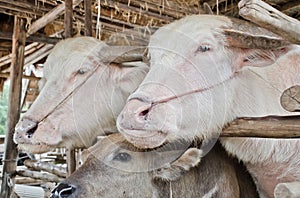 Albino buffalo (white buffalo)