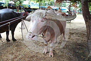 Albino buffalo (white buffalo)