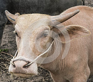 Albino buffalo (White Buffalo).