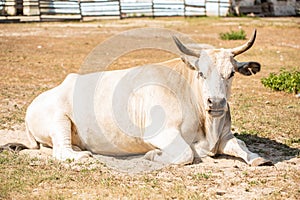 Albino buffalo or white buffalo, close up at face and body with beautiful horn on field background