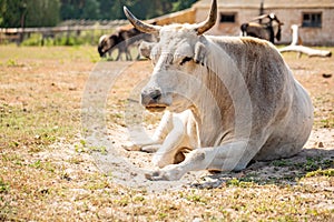 Albino buffalo or white buffalo, close up at face and body with beautiful horn on field background