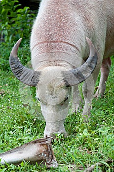 Albino buffalo (white buffalo) eating grass