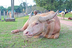 Albino buffalo or white buffalo on the field Thailand