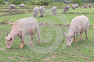 Albino buffalo & x28;White Buffalo& x29; in field, Thailand asia