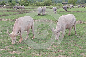 Albino buffalo & x28;White Buffalo& x29; in field, Thailand asia