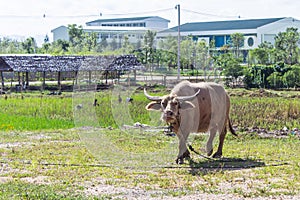 Albino buffalo (White Buffalo) graze on the meadow