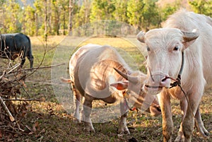 Albino buffalo (White Buffalo) graze on the meadow at sunset