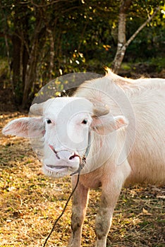 Albino buffalo (White Buffalo) graze on the meadow at sunset