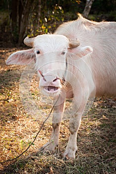 Albino buffalo (White Buffalo) graze on the meadow at sunset