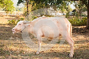 Albino buffalo (White Buffalo) graze on the meadow at sunset